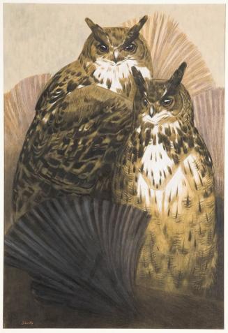 Two Owls (Couple de Grand Ducs)