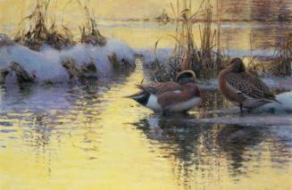 Settled for the Night (American Wigeons)