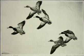 Untitled Mallards in Flight