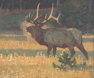 A Call to Battle (Bull Elk)