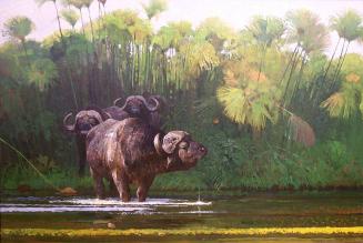 Buffalo Bulls Emerging from Papyrus