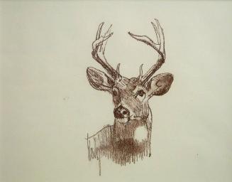Untitled Sketch - Whitetail Buck