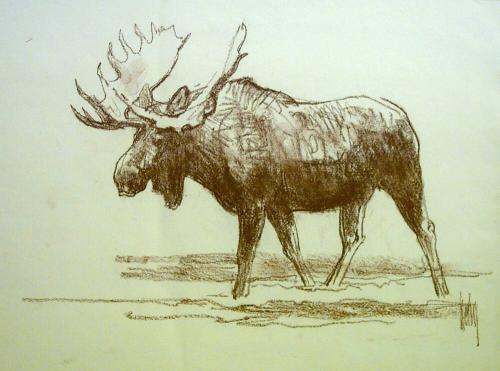 Moose Sketch