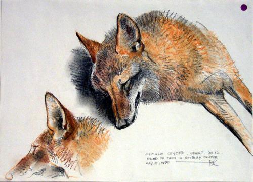 Sketch of female coyote
