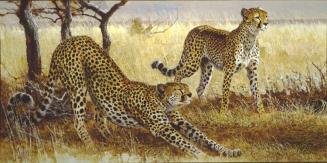 Cheetahs Before a Hunt