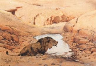 Lion at Waterhole