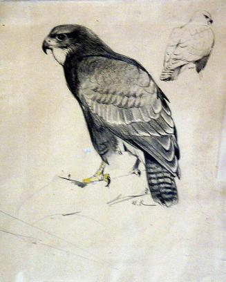 Falcon Study