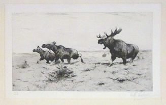 Fleeing Moose