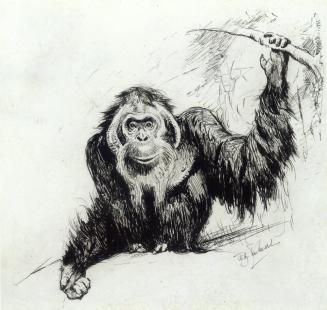 Untitled - Orangutan Study