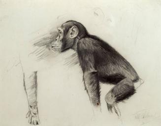 Untitled - Chimpanzee Study