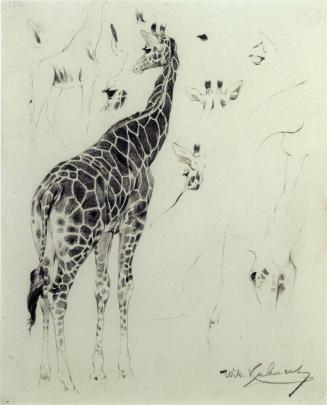 Untitled - Giraffe Study