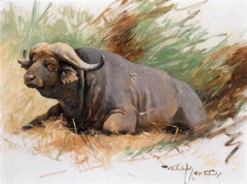 Studie eines Kafferbuffels (Cape Buffalo study)