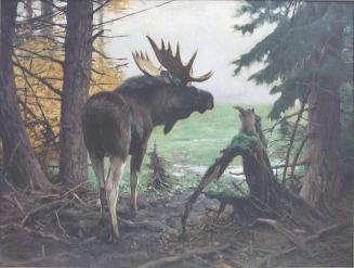 Moose Under the Pines