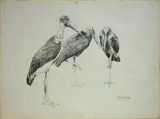 Marabou Stork or Adjutant Stork