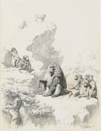 Baboons in the Lukenia Hills