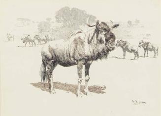 Gnu or Wildebeest