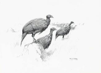 The Vulturine Guinea-Fowl