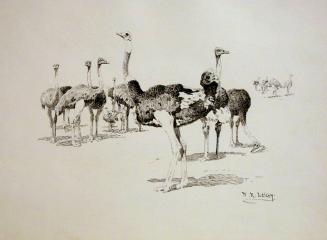Masai Ostriches, Tanganyika