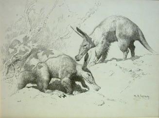 The Aardvark or Earth Pig