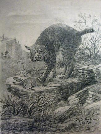 Bobcat, Bay Lynx (Lunx rufus)