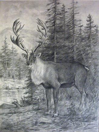 Woodland Caribou - Rangifer Caribou