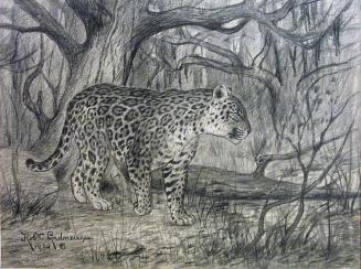 Jaguar (Felix hernandesii)