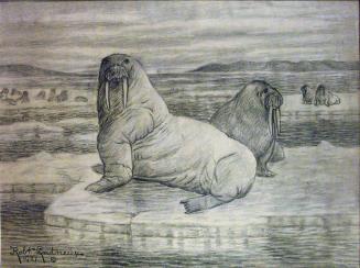 Untitled - Walruses