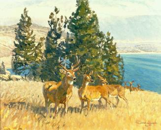 White Tails in the Okanagan