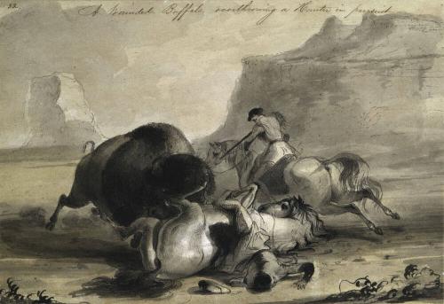 A Wounded Buffalo Overthrowing a Hunter in Pursuit
