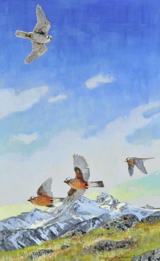 Prairie Falcon and Gray-Crowned Rosy Finch