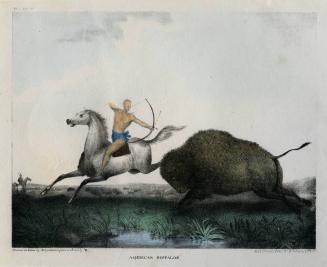 American Buffaloe, from Cabinet Natural History and American Rural Sports by Thomas Doughty