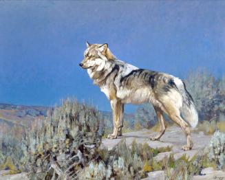 Gray Wolf, Wyoming