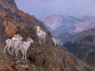 Dall Sheep in the Ogilvie Mountains
