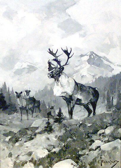 Caribou, North of Banff (Mountain Caribou)