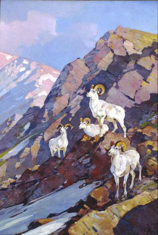 Dall Sheep (Harlow Triptych)