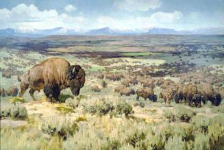 The Days of the Bison Millions, American Buffalo in Northwest Wyoming