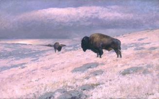The Last of the Buffalo (Near Cora, WY.)