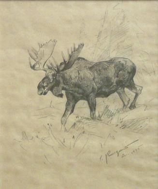 Sketch for Mountain Moose