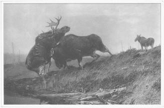 Battling Bull Moose
