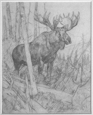 Alaskan Moose (sketch for drypoint)