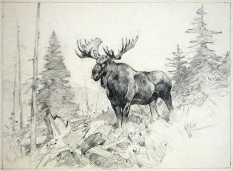 Sketch of a Moose