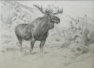 Sketch of a moose