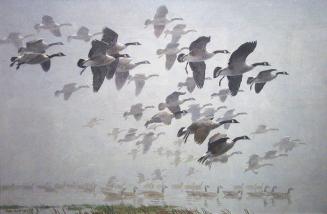 Canada Geese Landing in Fog