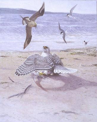 Gyr Falcon on the Shoreline