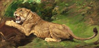 Lioness Defending a Kill