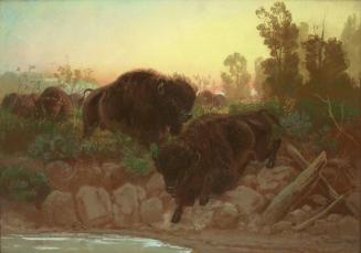 Buffaloes Approaching Water Hole