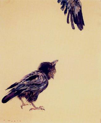 Study of Two Ravens, One in Flight