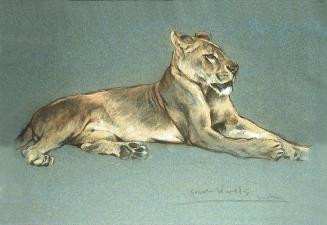 Study of a Resting Lioness