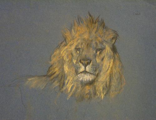Lion Head sketch