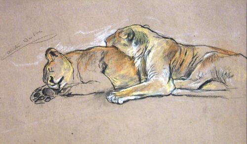 Sleeping Lioness and Bird Sketch